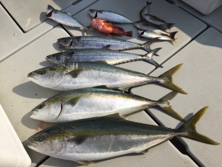 オーシャンキッズ 釣果