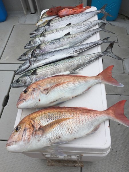 オーシャンキッズ 釣果