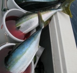 Aquanaut（アクアノート） 釣果