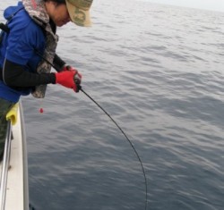 Aquanaut（アクアノート） 釣果