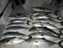 Aquanaut（アクアノート） 釣果