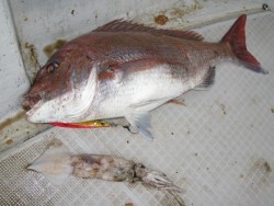 Aquanaut（アクアノート） 釣果