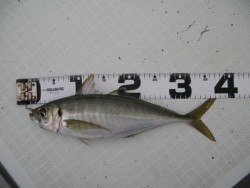 Aquanaut（アクアノート） 釣果