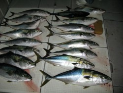 Aquanaut(アクアノート) 釣果