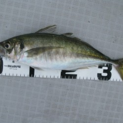 Aquanaut（アクアノート） 釣果