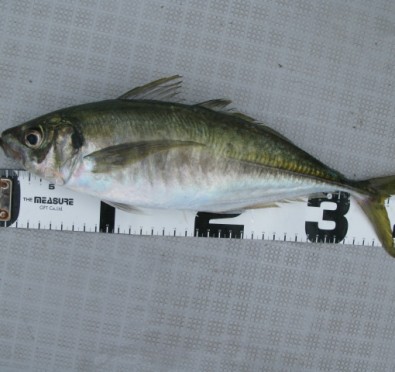 Aquanaut（アクアノート） 釣果