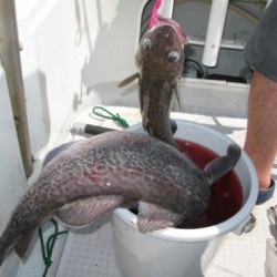 Aquanaut（アクアノート） 釣果