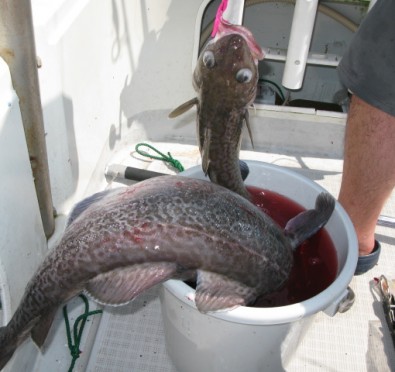 Aquanaut（アクアノート） 釣果