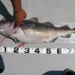 Aquanaut（アクアノート） 釣果