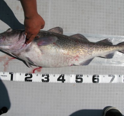 Aquanaut（アクアノート） 釣果