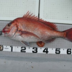 Aquanaut（アクアノート） 釣果