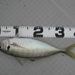 Aquanaut（アクアノート） 釣果