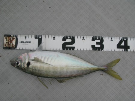 Aquanaut（アクアノート） 釣果