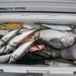 Aquanaut（アクアノート） 釣果