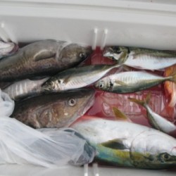 Aquanaut（アクアノート） 釣果