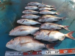 アジアマリンサービス 釣果