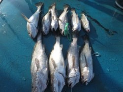 アジアマリンサービス 釣果