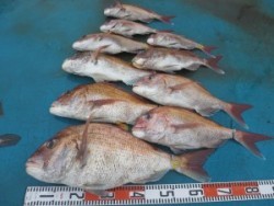 アジアマリンサービス 釣果