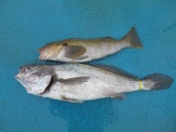 アジアマリンサービス 釣果