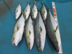 アジアマリンサービス 釣果