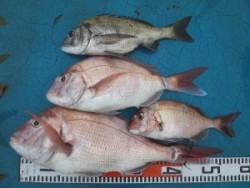 アジアマリンサービス 釣果