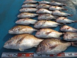 アジアマリンサービス 釣果