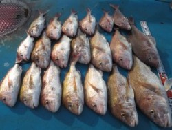 アジアマリンサービス 釣果