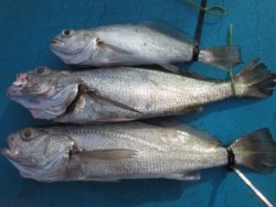 アジアマリンサービス 釣果