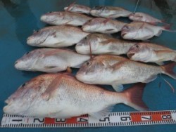 アジアマリンサービス 釣果