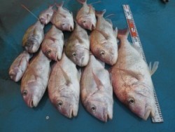 アジアマリンサービス 釣果