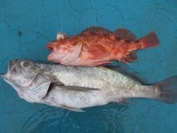 アジアマリンサービス 釣果