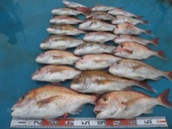 アジアマリンサービス 釣果