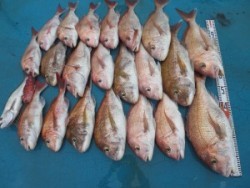 アジアマリンサービス 釣果