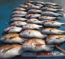 アジアマリンサービス 釣果