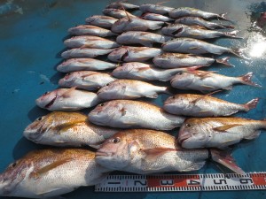 アジアマリンサービス 釣果