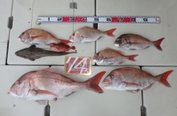 海幸 釣果