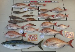 海幸 釣果
