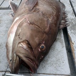 IZANAGI　イザナギ 釣果