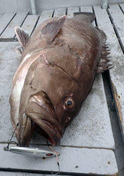 IZANAGI　イザナギ 釣果