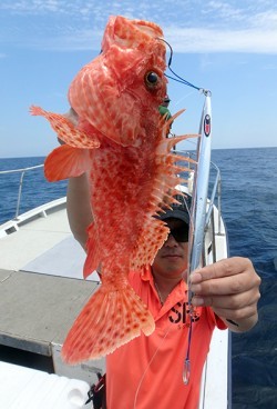 IZANAGI　イザナギ 釣果