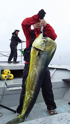 なぎさ丸 釣果