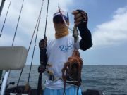 シーマジカル 釣果