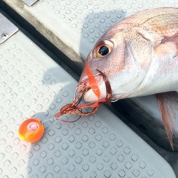 さんさん丸 釣果