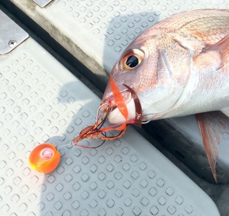 さんさん丸 釣果