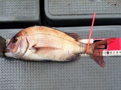 さんさん丸 釣果