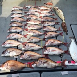 さんさん丸 釣果