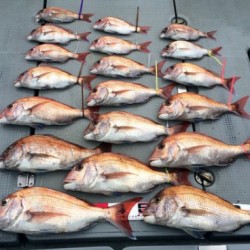 さんさん丸 釣果