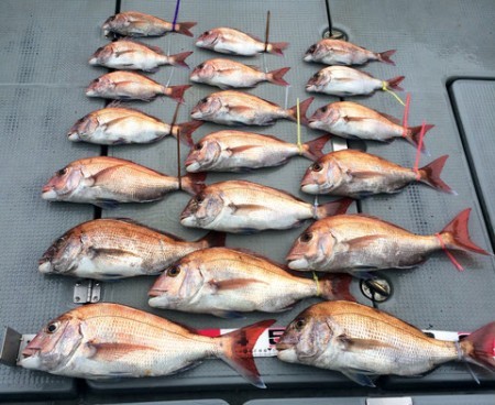 さんさん丸 釣果