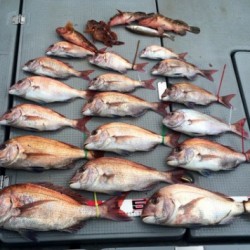 さんさん丸 釣果