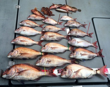 さんさん丸 釣果